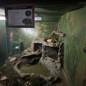 Green anaconda exhibit
