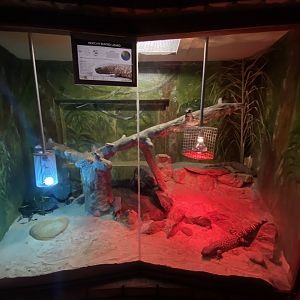 Mexican beaded lizard exhibit