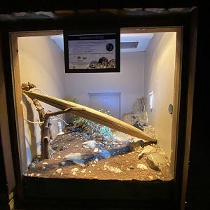 Radiated tortoise exhibit 2
