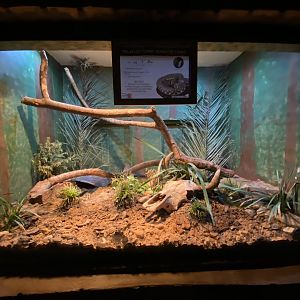 Malagasy giant hog-nosed snake exhibit