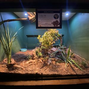 Royal python exhibit
