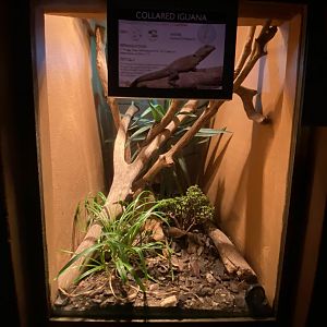 Collared iguana exhibit