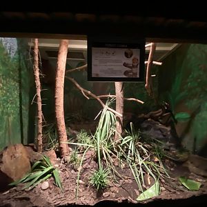 Forest cobra exhibit