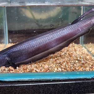 Sternarchogiton preto