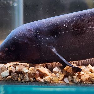 Sternarchogiton preto