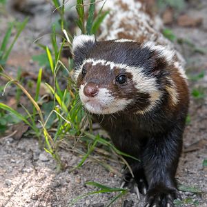 Marbled polecat (Vormela peregusna)