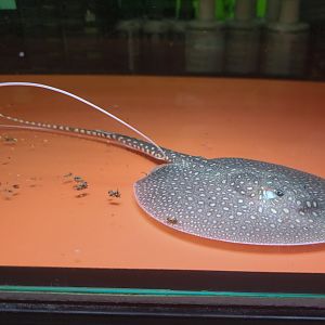 Antenna Stingray (Plesiotrygon iwamae)