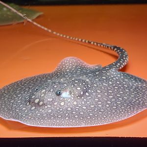 Antenna Stingray (Plesiotrygon iwamae)