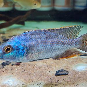 Elephant-nosed Cichlid (Nimbochromis linni)