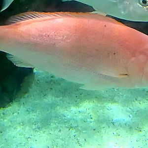 Does anyone know what kind of fish?