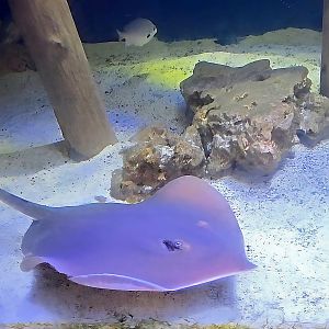 Southern Stingray  - July 2025