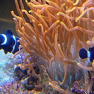 Ocellaris Clownfish-Cameron Park Zoo
