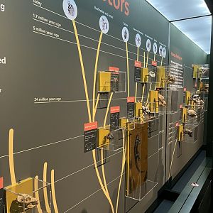 Primate evolution display 1.8.25