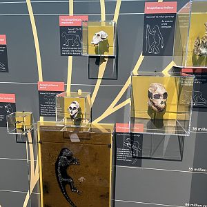 Primate evolution display 1.8.25