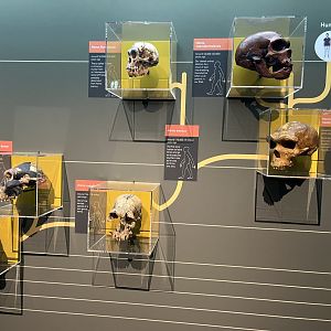 Primate evolution display 1.8.25