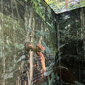 Gray mouse lemur 1.8.25