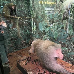 Hamadryas baboon and Hamlyn’s Monkey 1.8.25