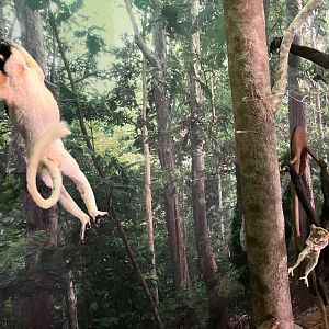 Sifaka and Sulawesi Tarsier 1.8.25