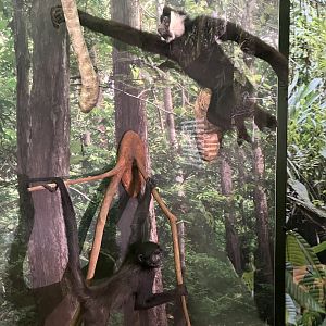 Northern white cheeked gibbon and Columbian black spider monkey 1.8.25