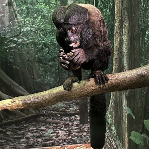 Reddish-brown bearded saki 1.8.25