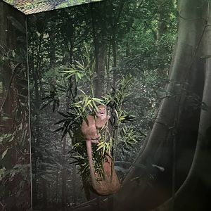 Sambirano bamboo lemur 1.8.25