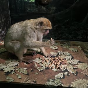 Barbary macaque 1.8.25