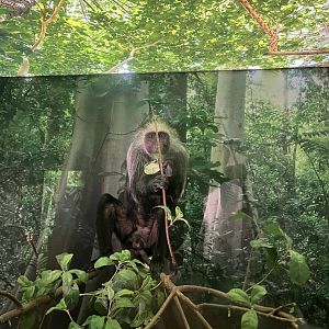 Western black and white colobus 1.8.25