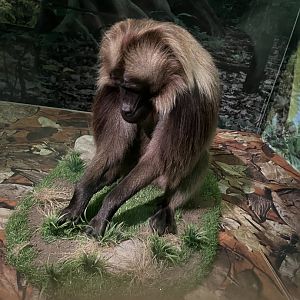 Gelada 1.8.25