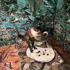 Brown capuchin 1.8.25