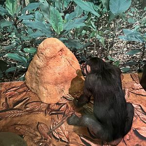 Chimpanzee feeding diorama 1.8.25