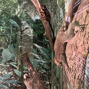 Northern giant mouse  lemur, common marmoset and goeldi 1.8.25