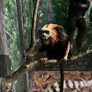 Golden headed lion tamarin 1.8.25