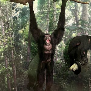 Siamang and black howler monkey 1.8.25