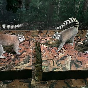 Ring-tailed lemur stink fight diorama 1.8.25
