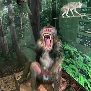 Mandrill 1.8.25