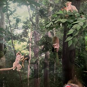 Douricoulli, squirrel monkey and Senegal bushbaby 1.8.25