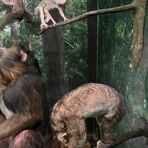 Potto and grey slender loris 1.8.25