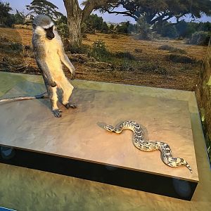 Vervet monkey and snake diorama 1.8.25