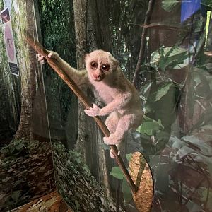 Bengal slow loris 1.8.25