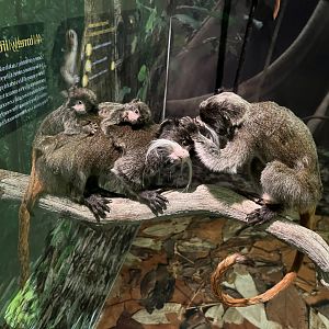 Emperor marmosets 1.8.25