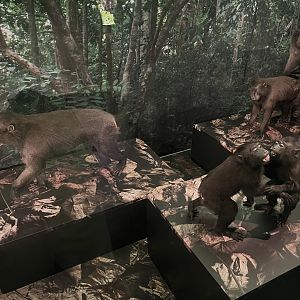 Sulawesi crested macaques 1.8.25