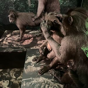 Sulawesi crested macaques 1.8.25