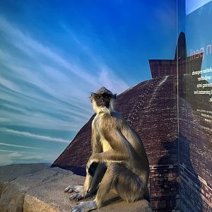 Hanuman langur 1.8.25