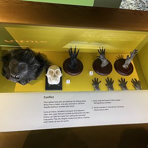 Confiscated wildlife trade items (read sign)