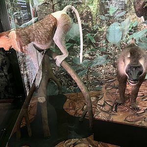 Drill and proboscis monkey  1.8.25