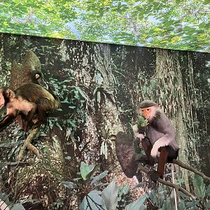 Yellow-brested capuchin and red-shanked douc 1.8.25