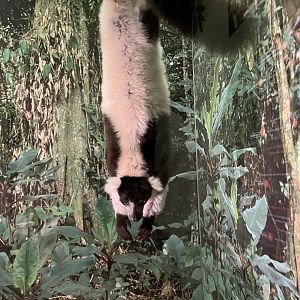 Black and white ruffed lemur 1.8.25