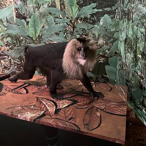 Lion-tailed macaque 1.8.25