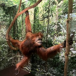 Sumatran orangutan 1.8.25