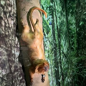 Golden lion tamarin 1.8.25